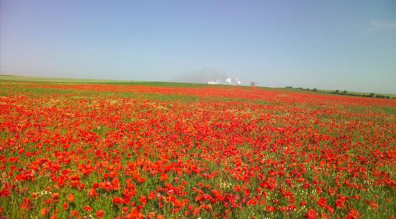 Les Coquelicots En Baie De Somme Villa Saint-Blimont Kültér fotó